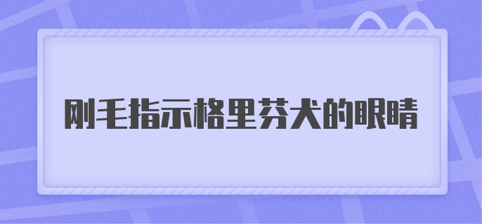 刚毛指示格里芬犬的眼睛