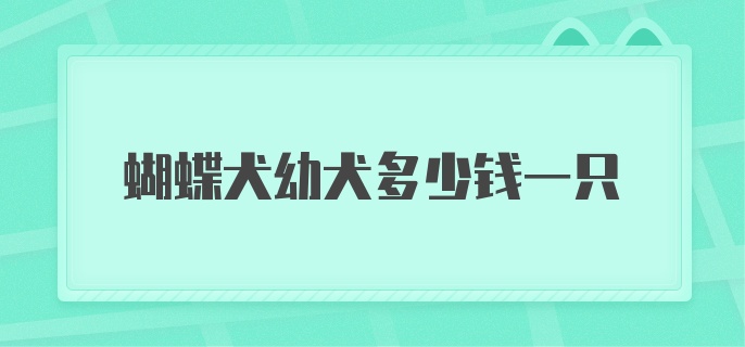 蝴蝶犬幼犬多少钱一只