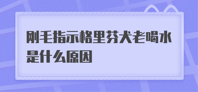 刚毛指示格里芬犬老喝水是什么原因