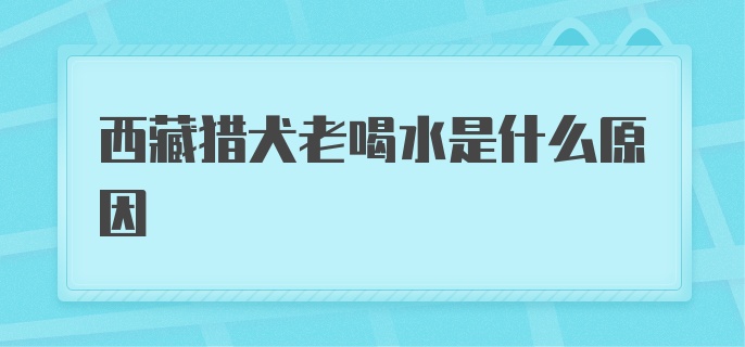 西藏猎犬老喝水是什么原因