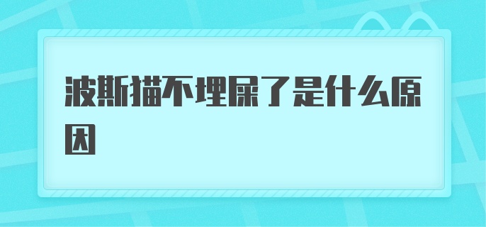 波斯猫不埋屎了是什么原因