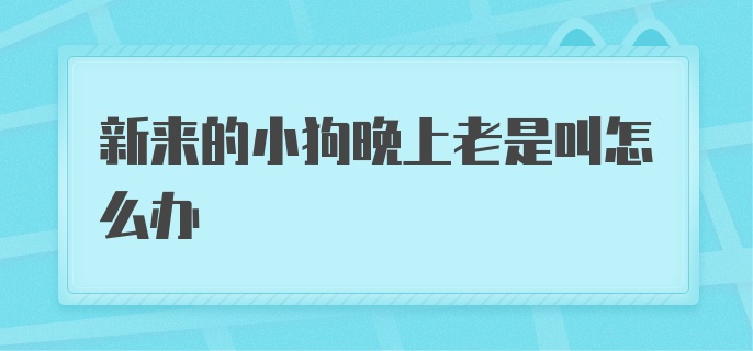 新来的小狗晚上老是叫怎么办