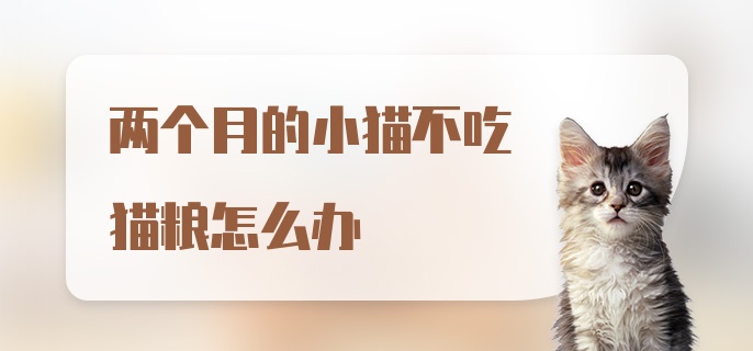 两个月的小猫不吃猫粮怎么办