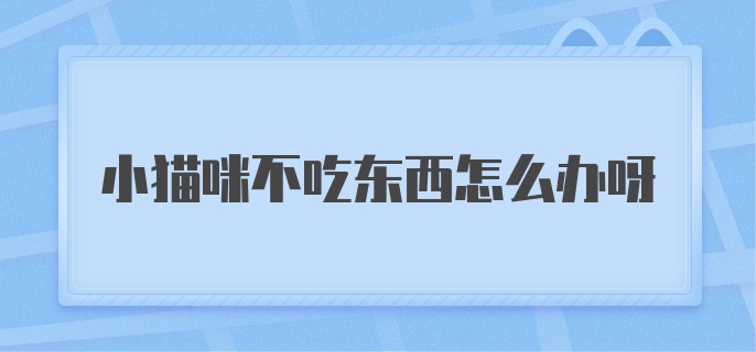 小猫咪不吃东西怎么办呀