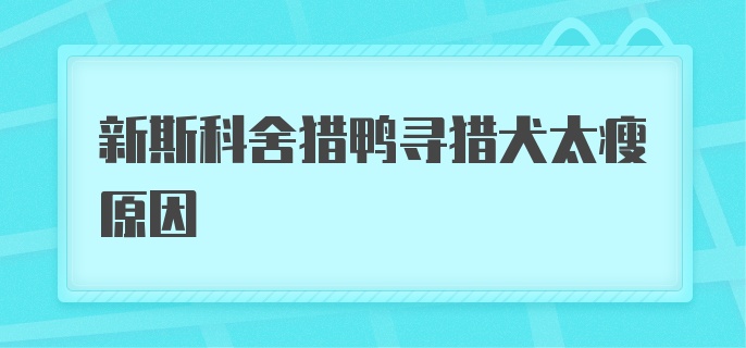 新斯科舍猎鸭寻猎犬太瘦原因