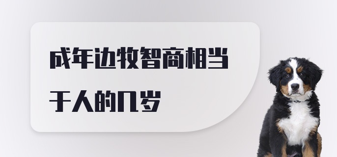 成年边牧智商相当于人的几岁