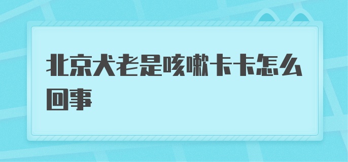 北京犬老是咳嗽卡卡怎么回事