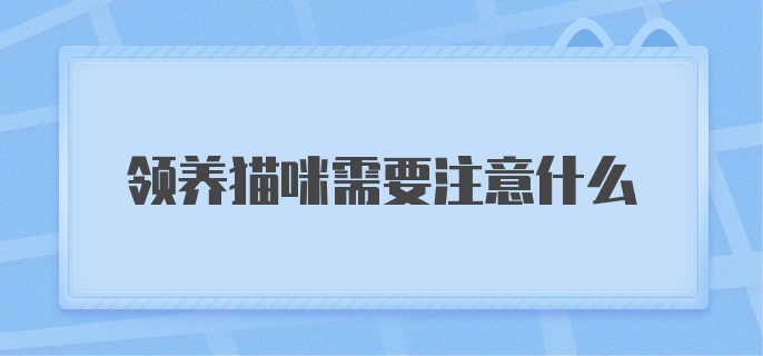 领养猫咪需要注意什么