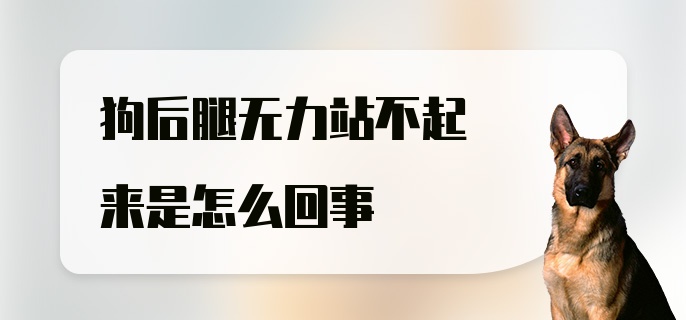 狗后腿无力站不起来是怎么回事