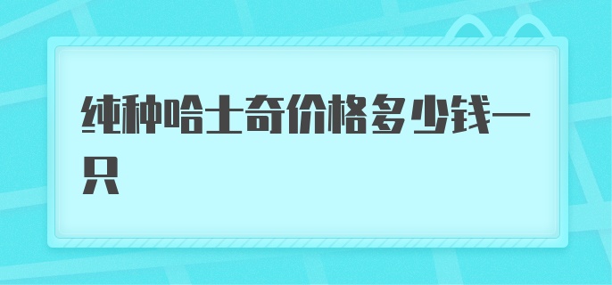 纯种哈士奇价格多少钱一只