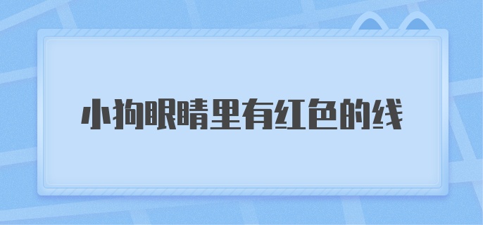 小狗眼睛里有红色的线