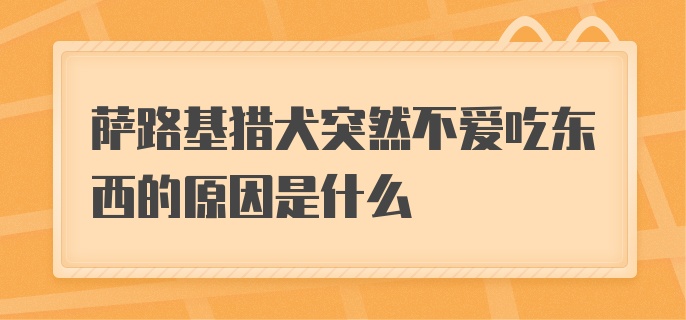 萨路基猎犬突然不爱吃东西的原因是什么