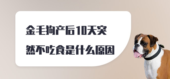 金毛狗产后10天突然不吃食是什么原因