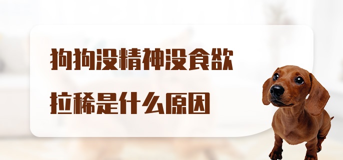 狗狗没精神没食欲拉稀是什么原因