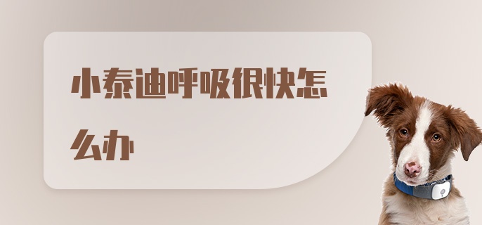 小泰迪呼吸很快怎么办