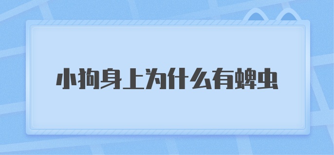 小狗身上为什么有蜱虫