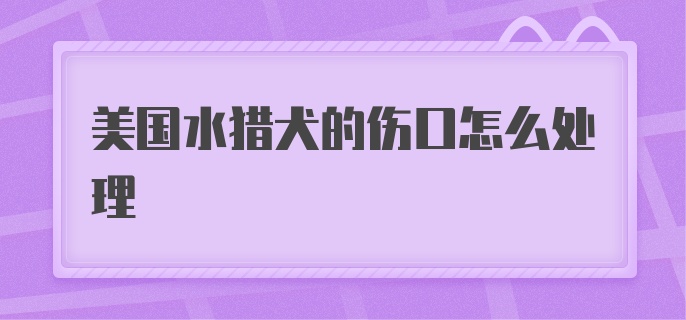 美国水猎犬的伤口怎么处理