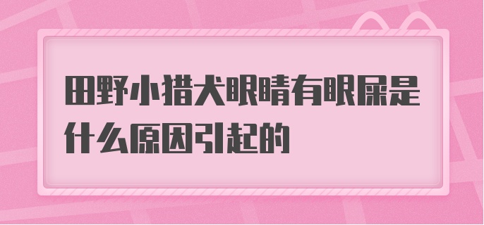 田野小猎犬眼睛有眼屎是什么原因引起的