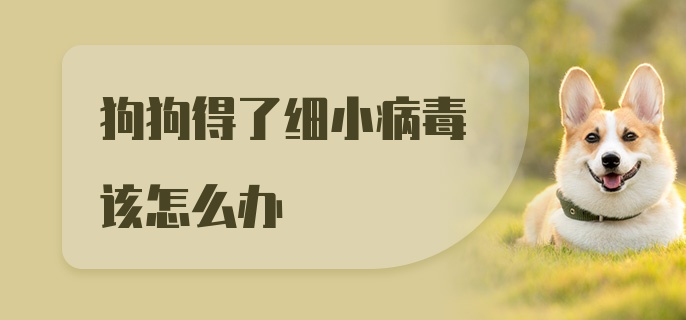 狗狗得了细小病毒该怎么办