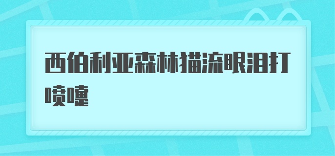 西伯利亚森林猫流眼泪打喷嚏