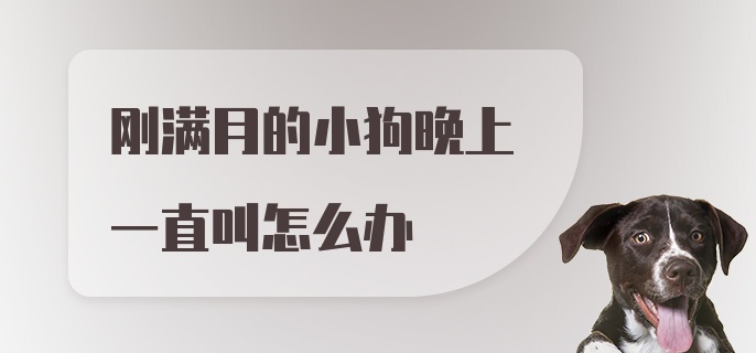 刚满月的小狗晚上一直叫怎么办