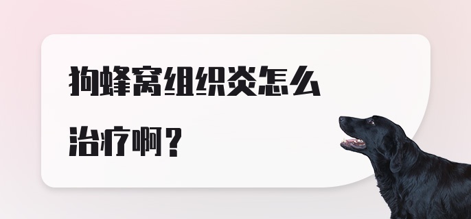 狗蜂窝组织炎怎么治疗啊？