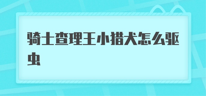 骑士查理王小猎犬怎么驱虫