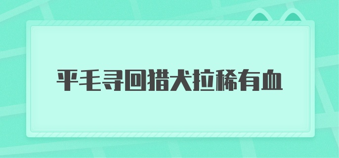 平毛寻回猎犬拉稀有血