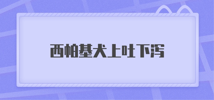 西帕基犬上吐下泻