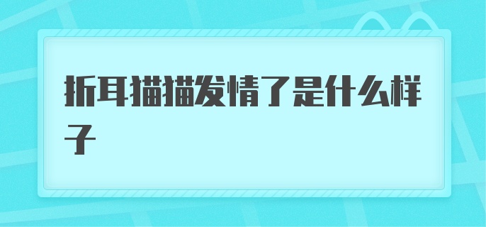 折耳猫猫发情了是什么样子