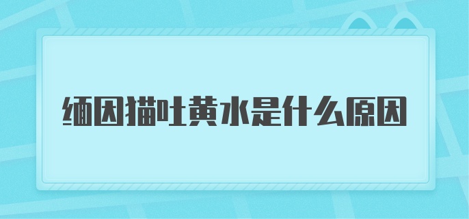 缅因猫吐黄水是什么原因