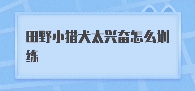 田野小猎犬太兴奋怎么训练