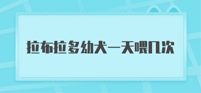 拉布拉多幼犬一天喂几次