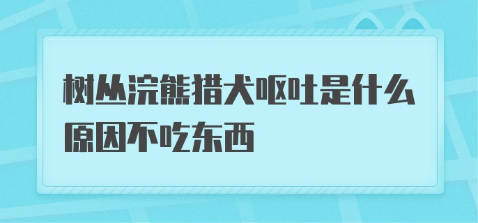 树丛浣熊猎犬呕吐是什么原因不吃东西