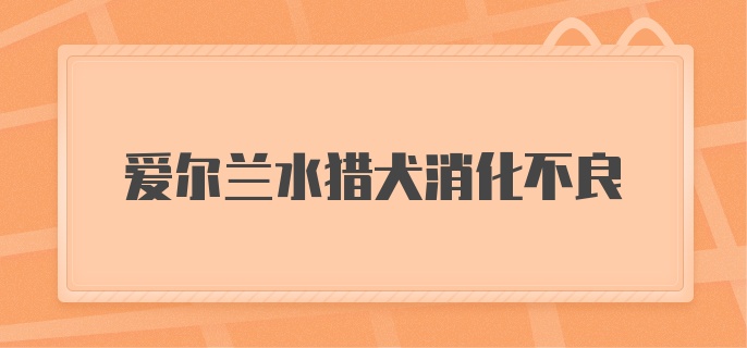 爱尔兰水猎犬消化不良