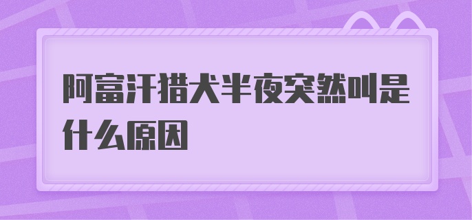 阿富汗猎犬半夜突然叫是什么原因