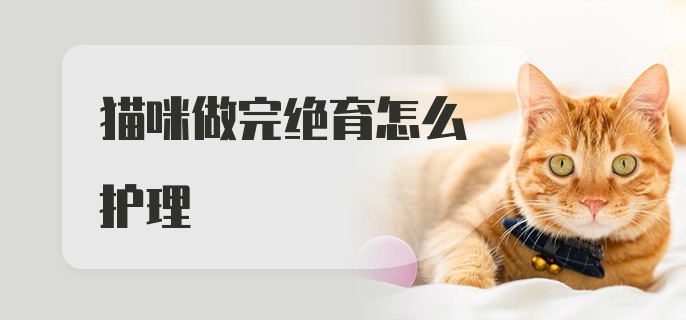 猫咪做完绝育怎么护理