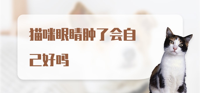 猫咪眼睛肿了会自己好吗