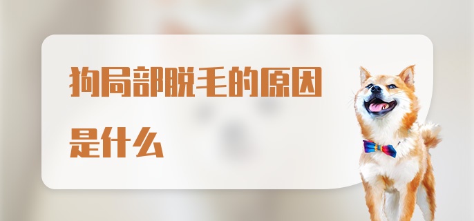 狗局部脱毛的原因是什么