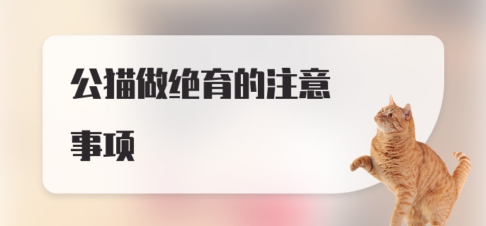 公猫做绝育的注意事项