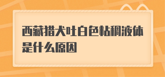 西藏猎犬吐白色粘稠液体是什么原因