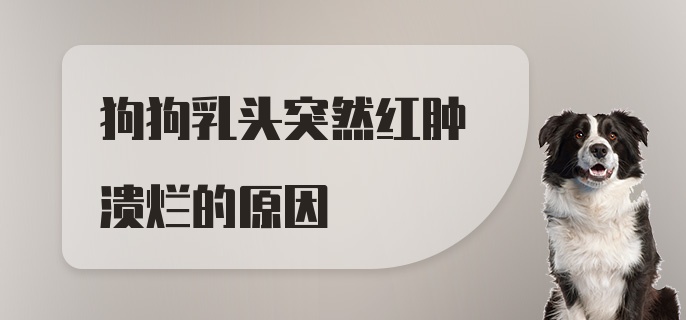 狗狗乳头突然红肿溃烂的原因