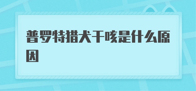 普罗特猎犬干咳是什么原因