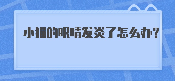 小猫的眼睛发炎了怎么办?