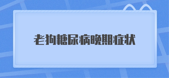 老狗糖尿病晚期症状