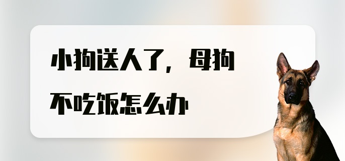 小狗送人了，母狗不吃饭怎么办