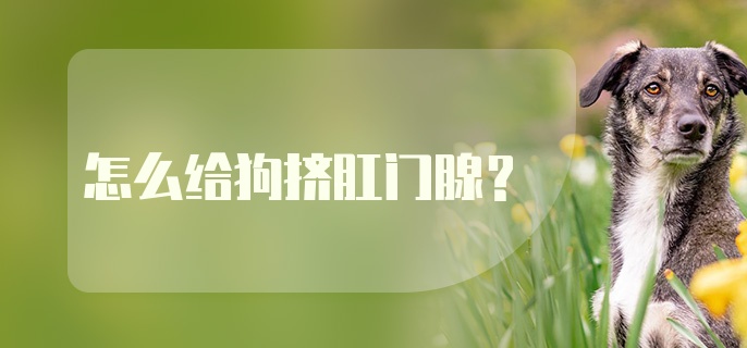 怎么给狗挤肛门腺？