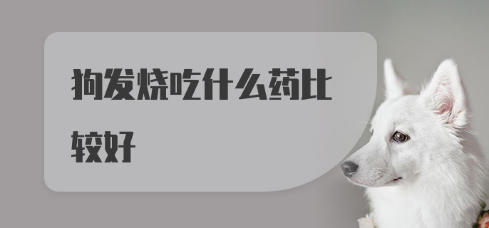 狗发烧吃什么药比较好