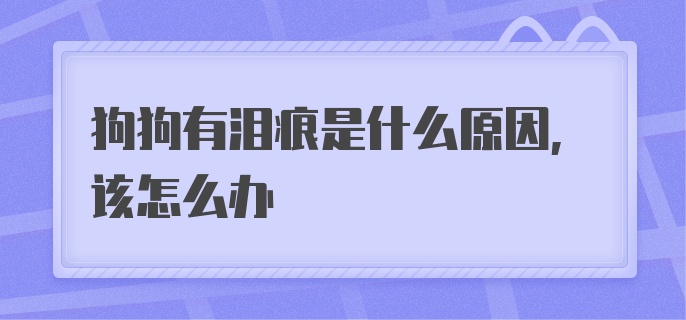 狗狗有泪痕是什么原因,该怎么办