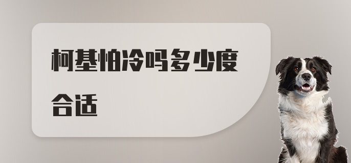 柯基怕冷吗多少度合适